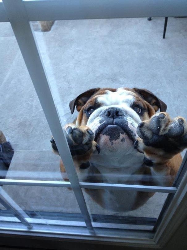 It takes courage to leave this dog outside with that look on its face!