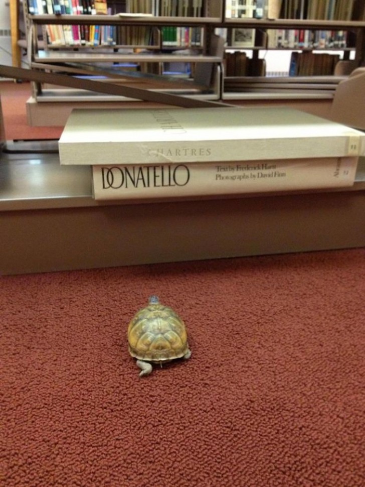 Avez-vous déjà vu les tortues Ninja? Donatello était le frère intelligent...