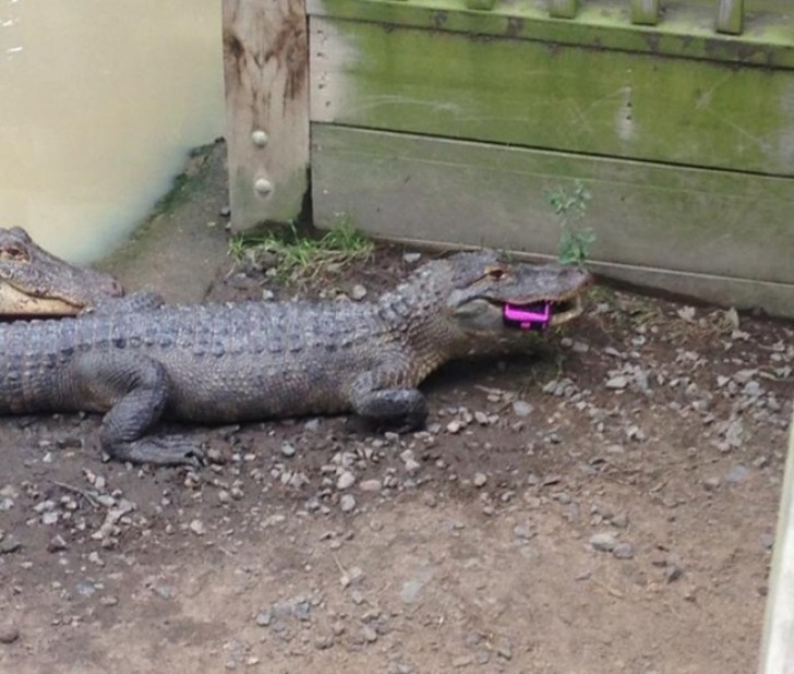 13. Ein Mädchen hat ihr Telefon im Zoo fallen lassen. Sie wird es nicht zurückbekommen.