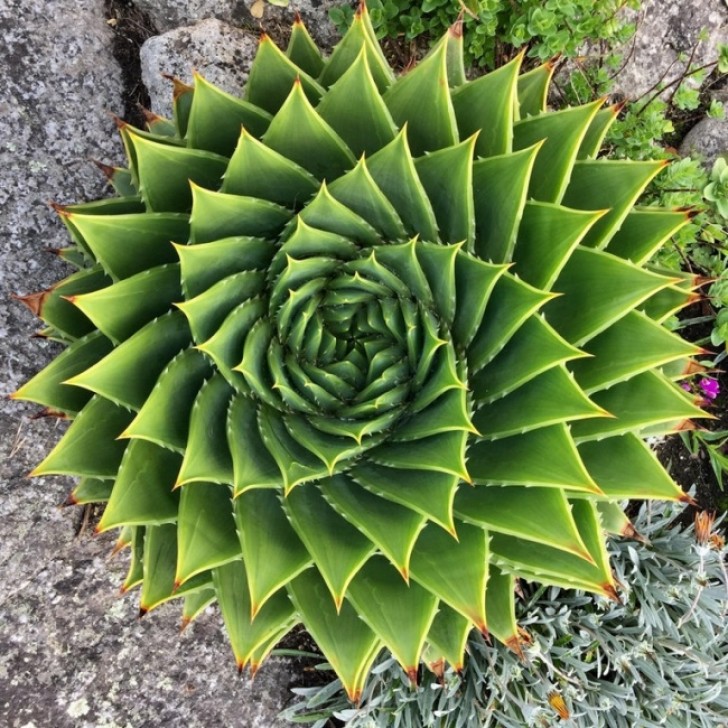 Eine perfekt geometrische Pflanze