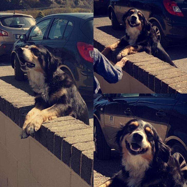 "Questo cane raggiunge tutti i giorni la scuola, si mette sul muretto ed aspetta che qualche bambino lo venga ad accarezzare."