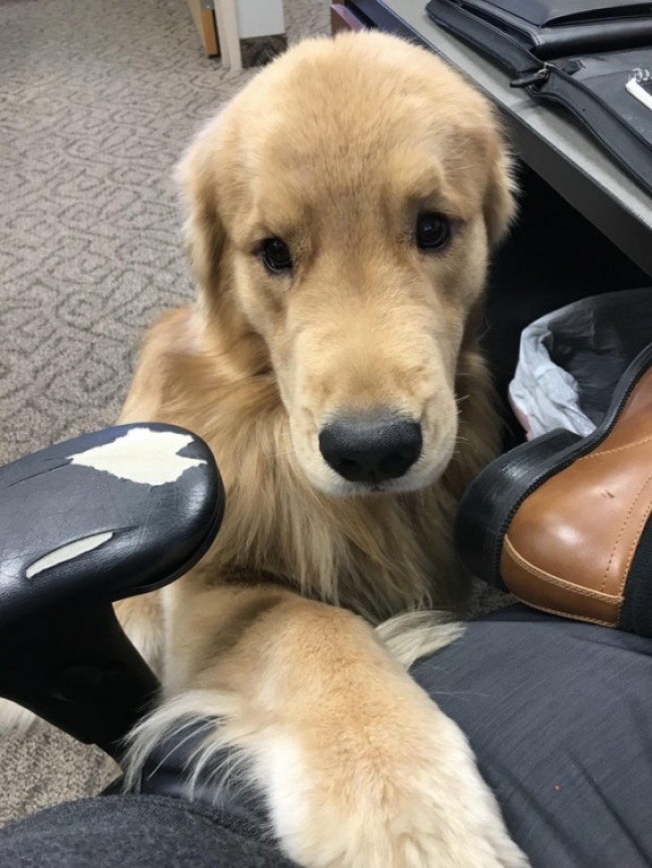 "En la oficina hay un perro. Ama dar los buenos dias a todos los empleados, en cambio de un poco de mimos".