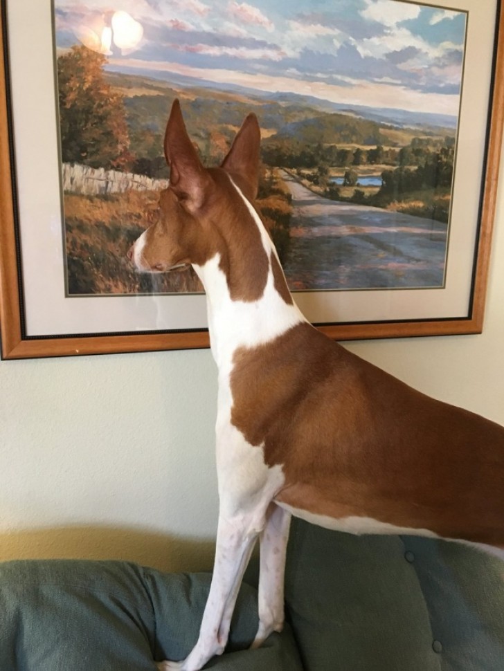 Mijn hond denkt dat dit schilderij een raam is!