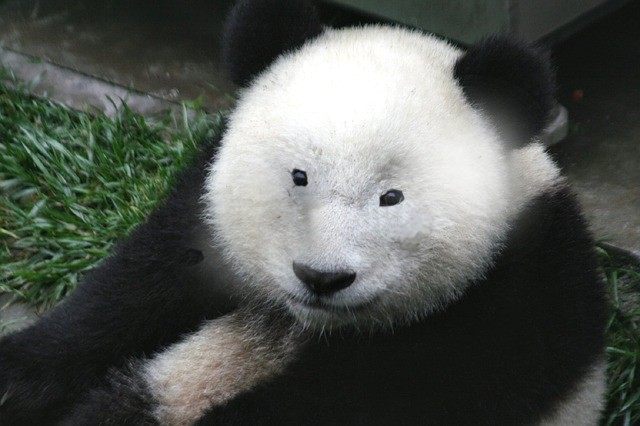 Pandas who sleep enough during the day do not have dark bags under or around their eyes.