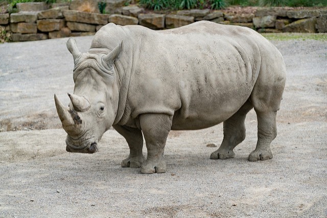 Les licornes existent: elles sont grosses et se font appelées rhinocéros.