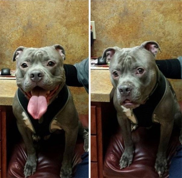 "Le visage de mon chien change instantanément quand je dis vétérinaire."