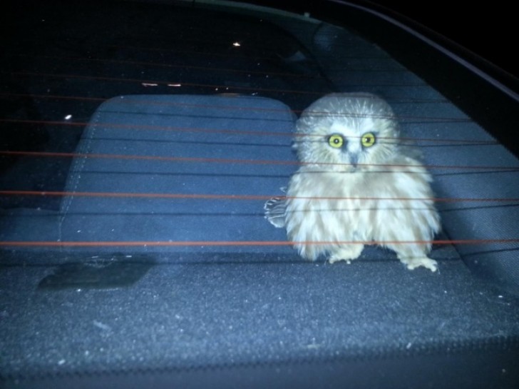 Ce petit oiseau à plumes est entré dans la voiture par la fenêtre ouverte.....