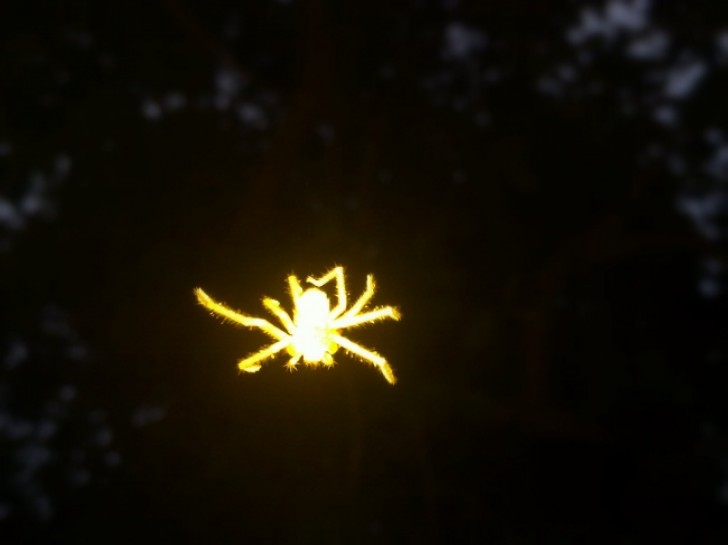 Un ragno luminoso o un flash troppo forte?