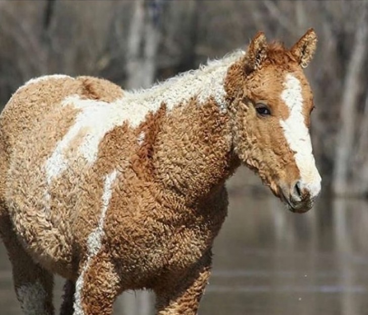 O cavalo com pelos crespos.