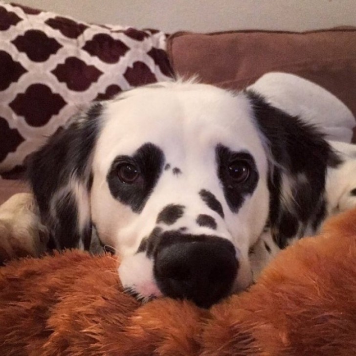 Two cute little hearts printed on this dog's eyes.