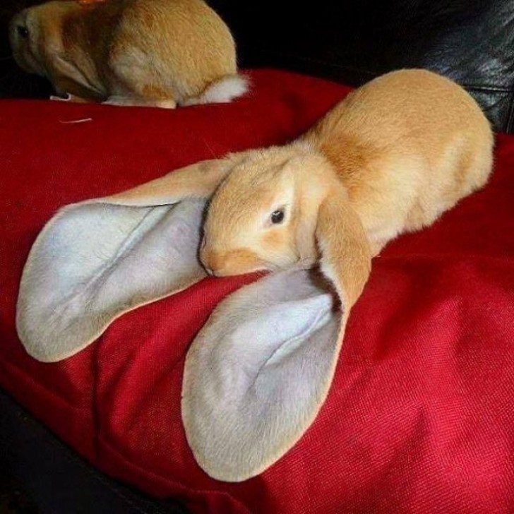 Les oreilles majestueuses du lapin anglais.