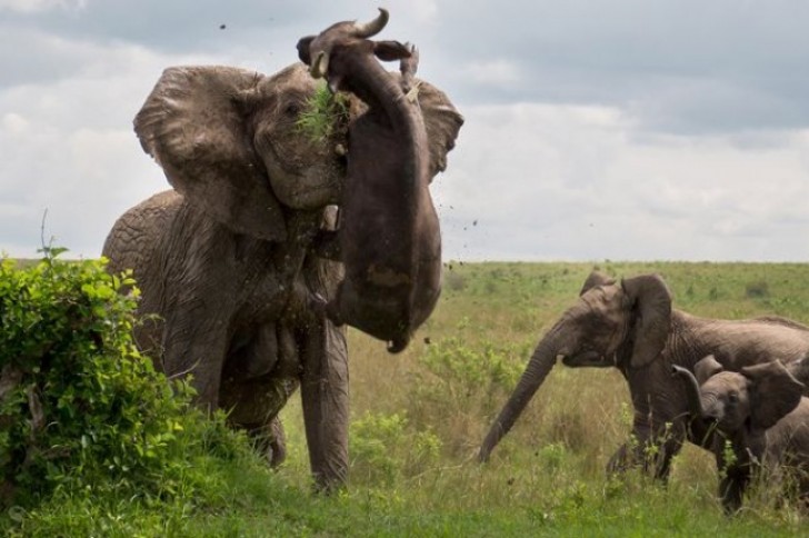 Mamãe elefante que protege o seu filhote!