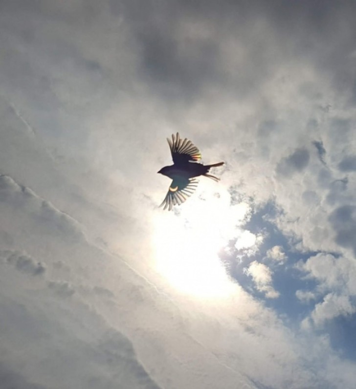 Une éclipse immortalisée grâce aux ailes déployées d'un oiseau.
