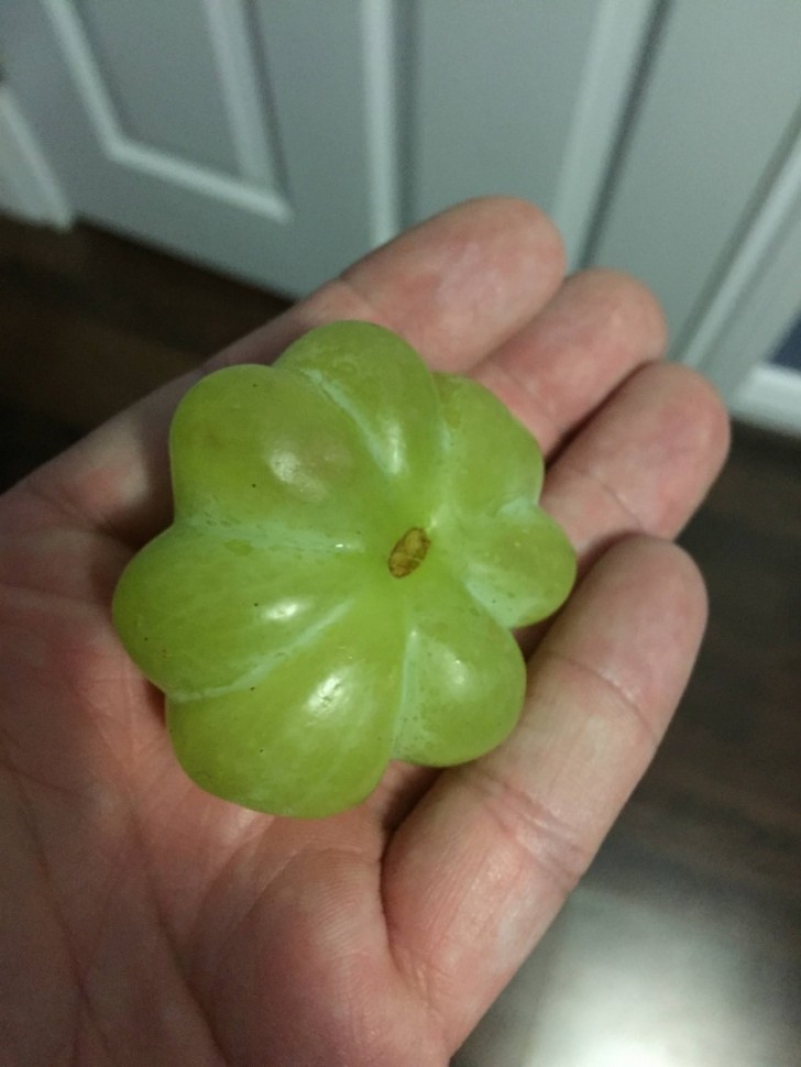 Un grain de raisin vraiment spécial!