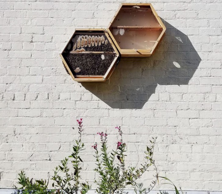 Die hexagonalen Bienenkörbe von BEEcosystem sind erweiterbare Module, die man sowohl draußen als auch im Haus installieren kann. So kann man Zeuge der hypnotischen Arbeit der Bienen werden