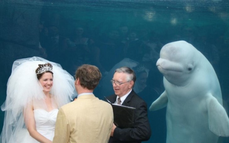 Ett mycket speciellt bröllopsvittne!