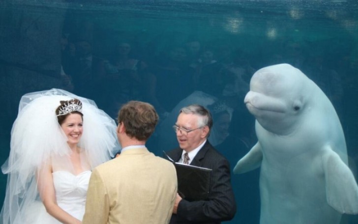 Un testigo de boda de verdad especial!