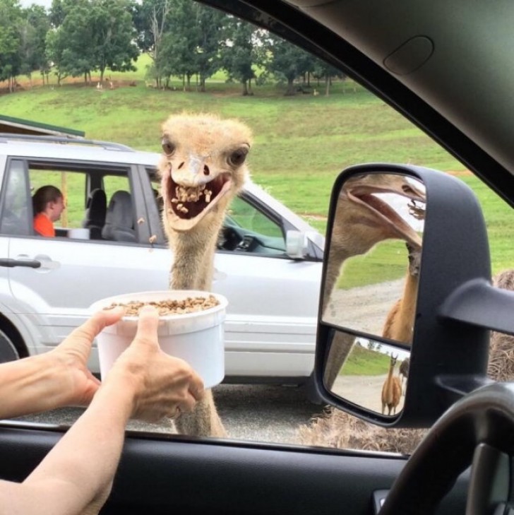 The girl in the other car who seems to be crying, the ostrich with a mouth full of food, or the lama seen in the side view mirror --- which captured your attention the most?
