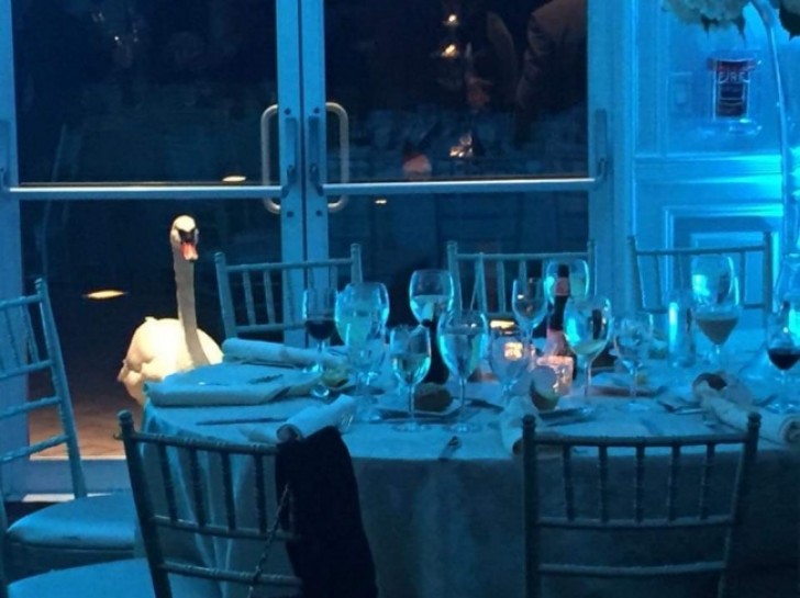 Deze zwaan wil zichzelf voor het diner uitnodigen.