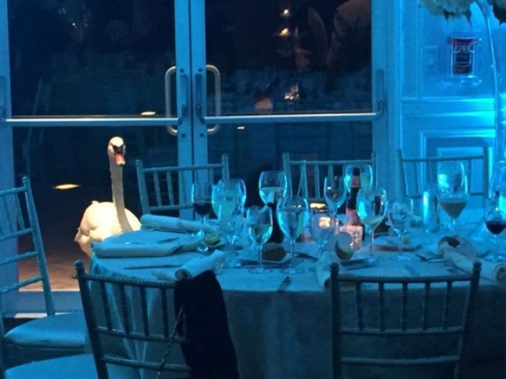 Ce cygne essaie d'être invité à dîner.