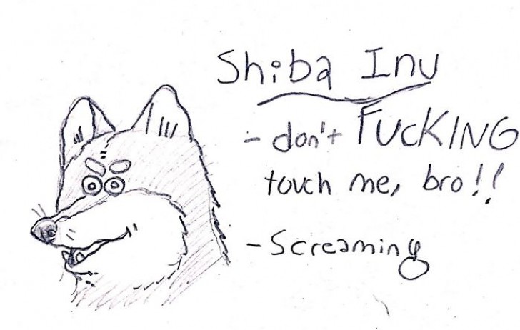 Shiba Inu.