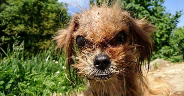 "Toen hij hier aankwam was ik stomverbaasd: hij leek niet eens op een hond!", vertelde Klaudija.