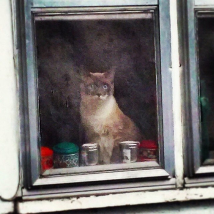 Einer meiner Freunde hat dieses Foto einer Katze hinter einem schmutzigen Fenster geschossen. Es wirkt wie ein Gemälde
