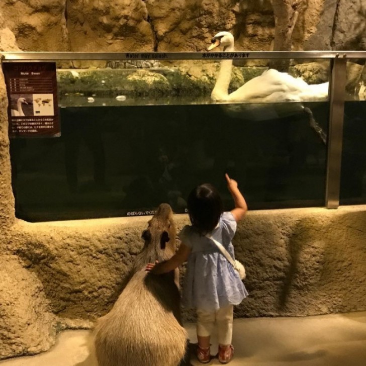 23. Un enfant observe un beau cygne avec son ami cabiaï (????).