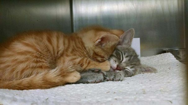 Due gattini in attesa di trovare una casa amorevole.