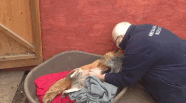 Deze vos is verliefd op de bestuurder die haar volgt sinds zij is gered.