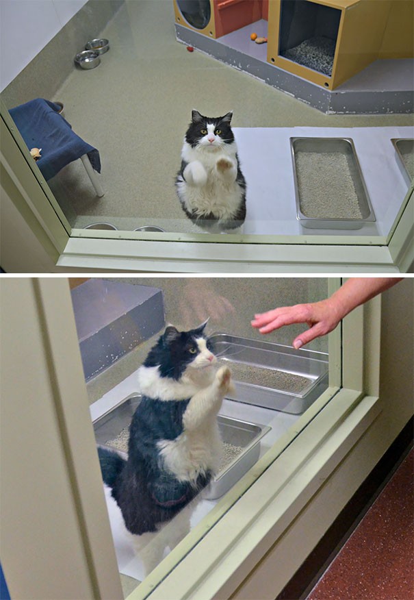 Non mancano le scene che commuovono: questa gatta ha 13 anni e si cerca qualcuno che voglia adottarla; quando passa una persona davanti al vetro, lei "bussa" con la zampa al vetro. 😿