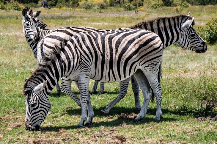 3. Qual è la funzione del particolare manto delle zebre?