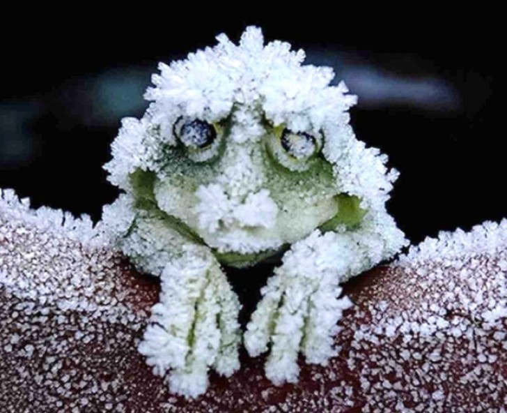 5. Der Frosch aus den Wäldern Nordamerikas fällt in Winterstarre.