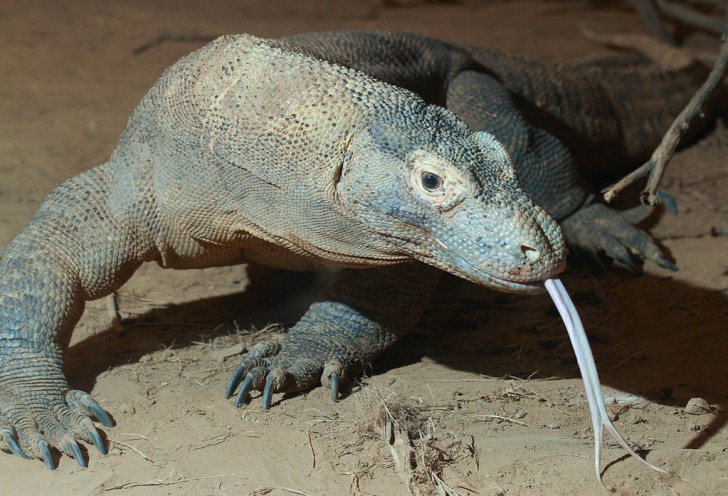6. La morsure d'un Dragon de Komodo est comparable à celle d'un chat.