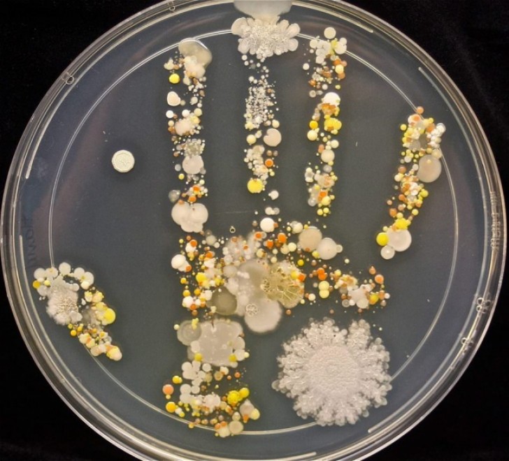 A woman who is also a biologist and a mother asked her 8-year-old son to leave his handprint in a Petri dish. After a few days, here is the bacterial handprint that was created.
