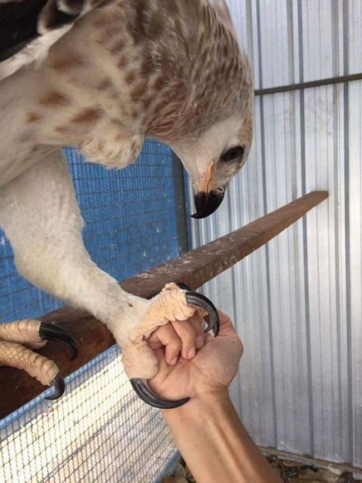 The size of a falcon's claws compared to a man's hand.