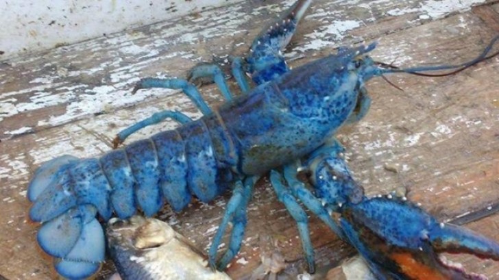 "After working for 15 years in the lobster industry, I found this! I had never seen anything like it!"