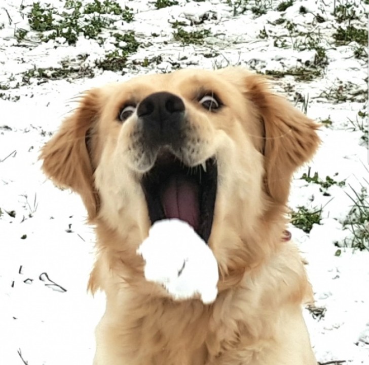 La prima palla di neve di questo cane: non sa bene come funzioni, ma è comunque felice.