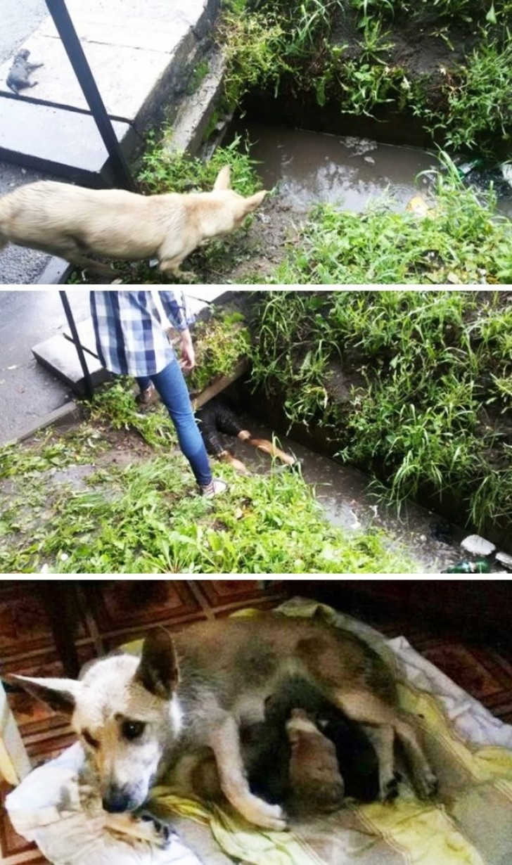 Ein Junge ist in die Kanalisation hinab gestiegen um zwei Hundewelpen zu retten