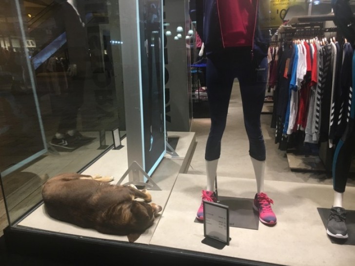 Un negozio di abbigliamento ha lasciato i cane randagi entrassero e dormissero nelle vetrine, a causa delle rigide temperature esterne.