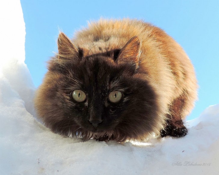 Die sibirische Katze ist ein besonders starkes und agiles Tier mit einem wasserabweisenden Fell, das dicht und lang ist. Der Jagdinstinkt ist besonders gut entwickelt.