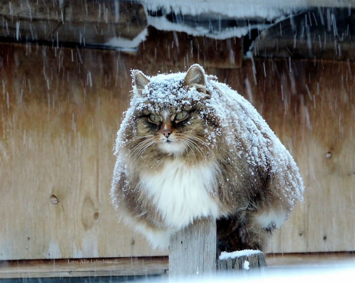 Door de strenge wintertemperaturen is de vacht van deze dieren heel dik, en op een of andere manier maakt dit de katten nog mooier.