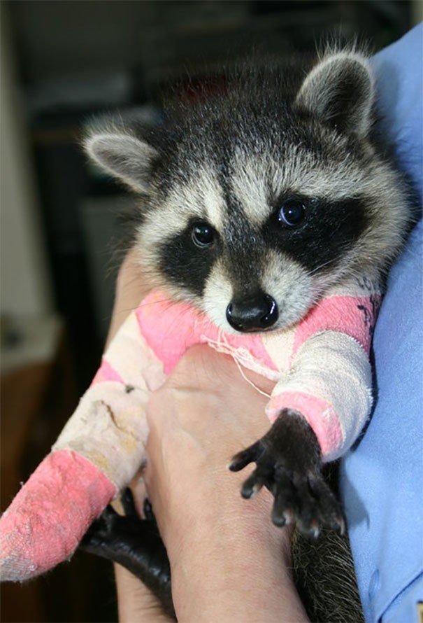A pretty bad accident, for this little raccoon cub ...