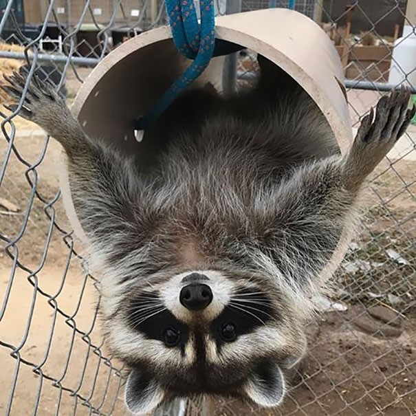 Instead, this raccoon is ready for his photo shoot!