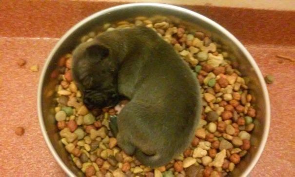 Looks like he is "guarding" the dog food bowl ...