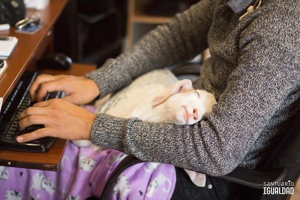 Lavorare con un agnellino che riposa fra la tue braccia? Sì, grazie!