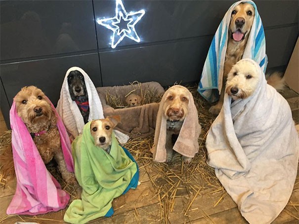 The Christmas nativity tradition is also celebrated at the animal refuge center.