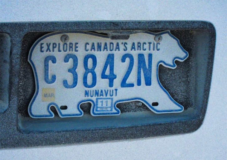 7. Some cars have a bear-shaped license plate.