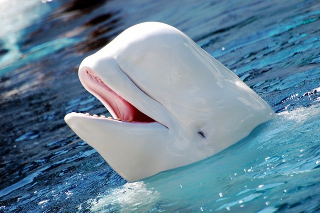 10. Witte dolfijnen zijn erg goed in het nadoen van mensenstemmen, zo goed zelfs dat er eens een duiker was die de geluiden van de dolfijn verwarde met de stem van zijn collega.