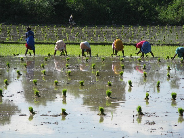 8. L'acqua è una protezione naturale del riso nei confronti delle erbe infestati: il riso non ha bisogno di molta acqua, tuttavia riesce a crescere anche quando vi è immerso, mentre le erbe infestanti no.